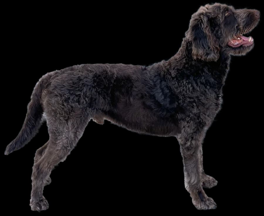 A brown Labradoodle standing in profile
